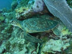 Bonaire Turtle at White Hole, Bonaire. Photo taken with S... by Brett Hughes 